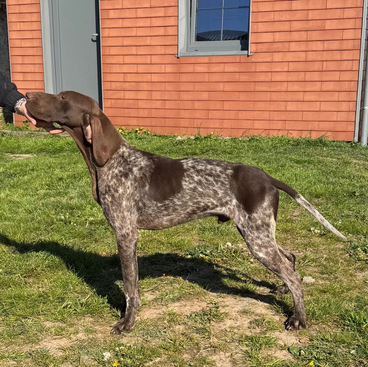 Du Pré Du Chêne Vert - Chiots disponibles - Braque allemand à poil court
