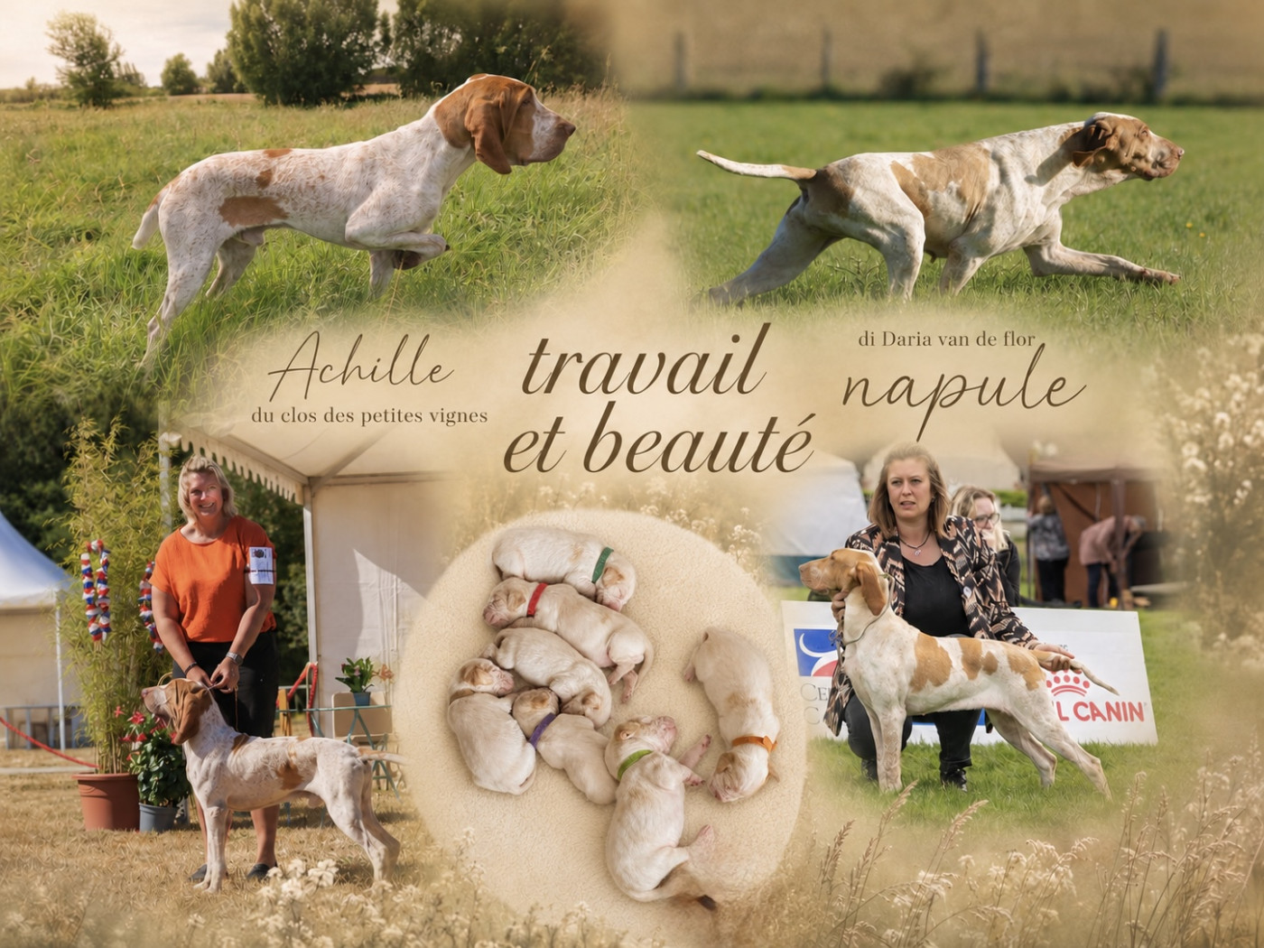 Chiot Braque Italien Du Pré Du Chêne Vert