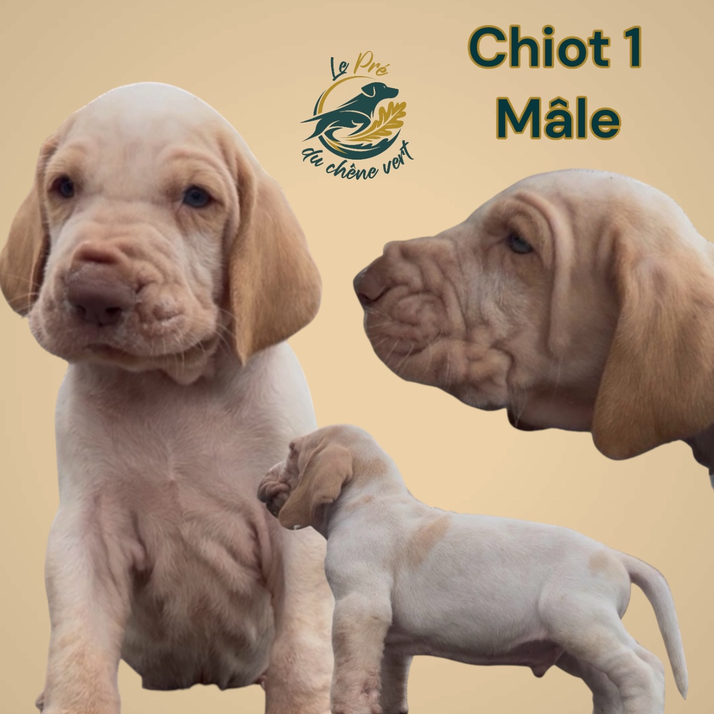 Du Pré Du Chêne Vert - Chiots disponibles - Braque Italien