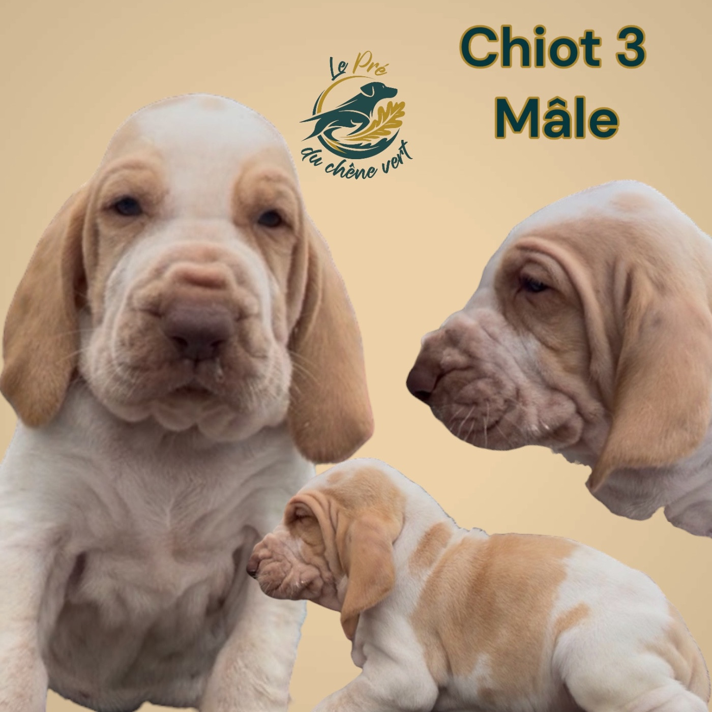 Du Pré Du Chêne Vert - Chiots disponibles - Braque Italien