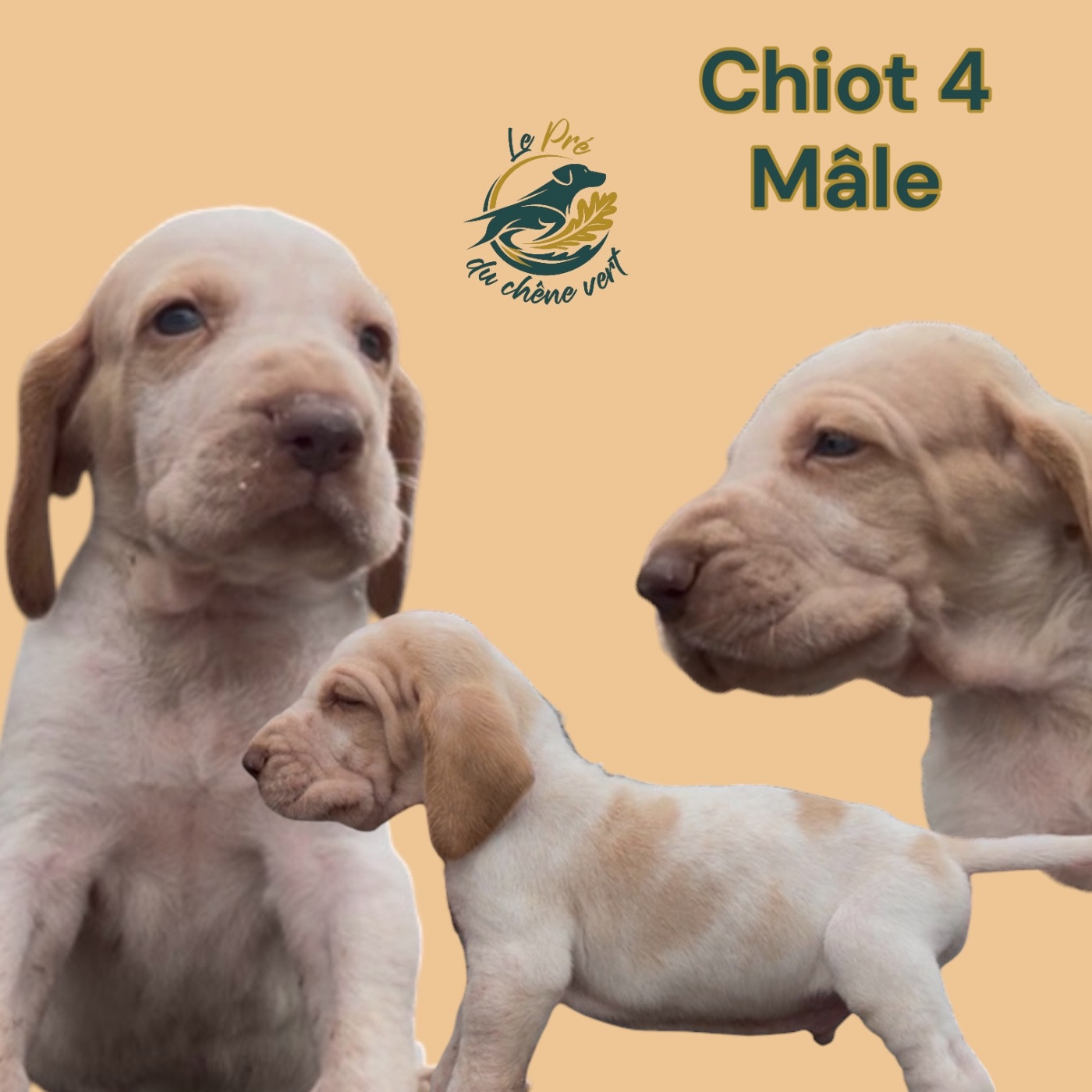 Du Pré Du Chêne Vert - Chiots disponibles - Braque Italien