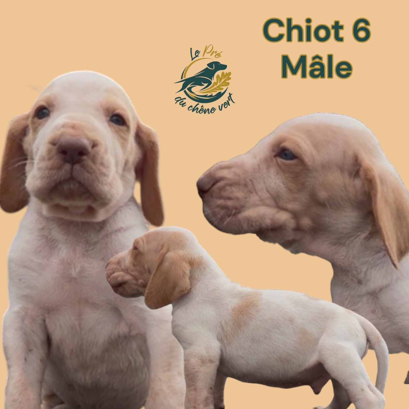 Du Pré Du Chêne Vert - Chiots disponibles - Braque Italien