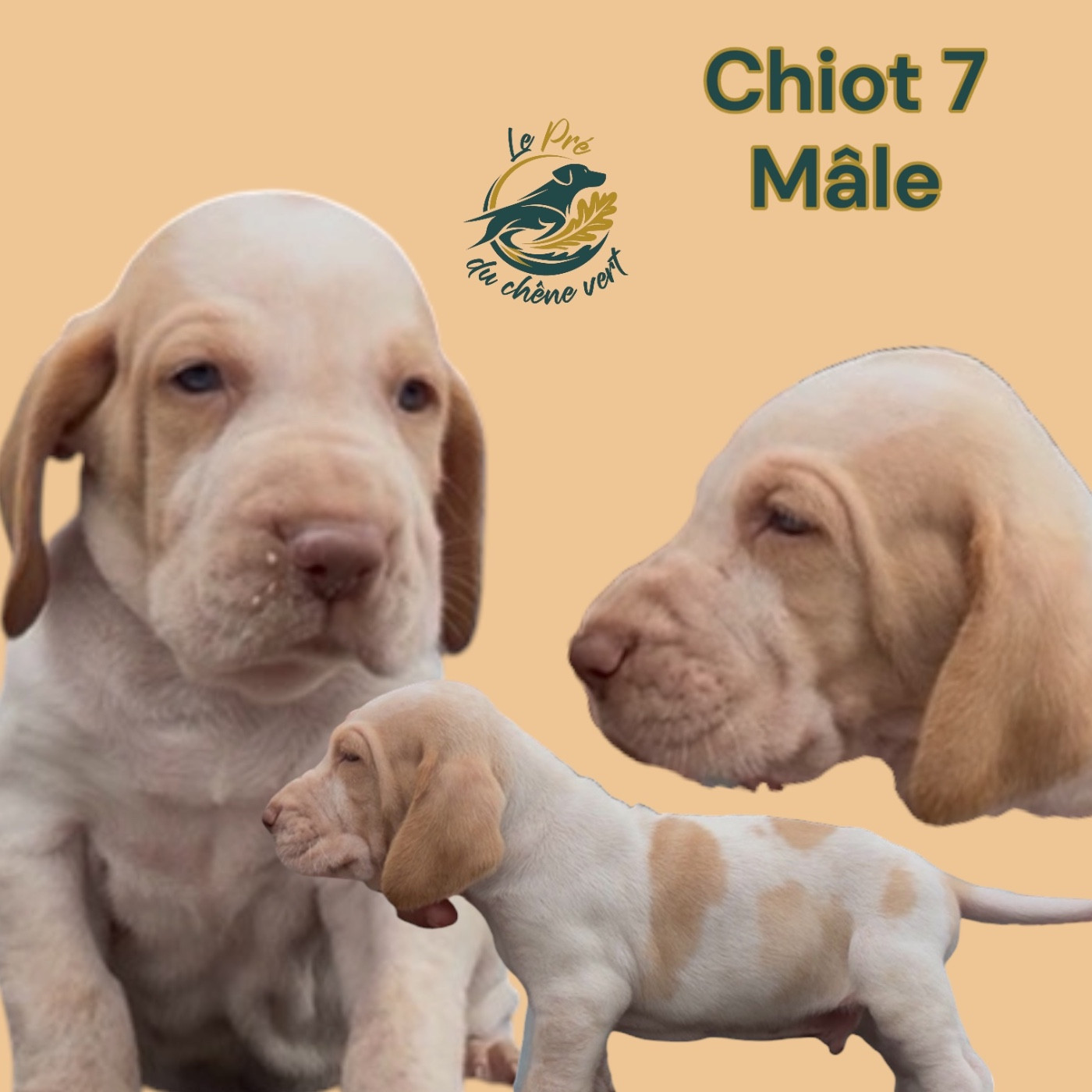 Du Pré Du Chêne Vert - Chiots disponibles - Braque Italien