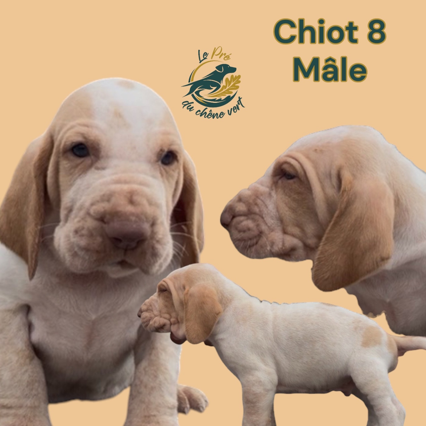 Du Pré Du Chêne Vert - Chiots disponibles - Braque Italien