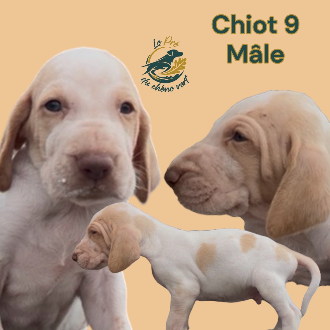 Du Pré Du Chêne Vert - Chiots disponibles - Braque Italien