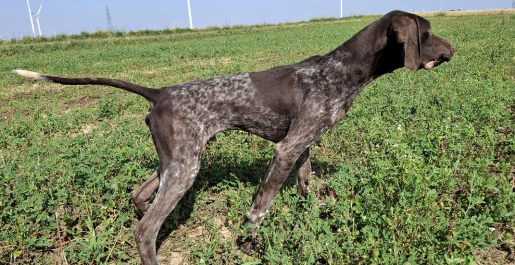 Du Pré Du Chêne Vert - Chiots disponibles - Braque allemand à poil court
