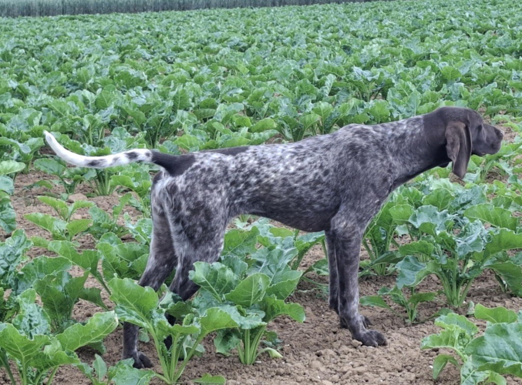 Du Pré Du Chêne Vert - Chiots disponibles - Braque allemand à poil court