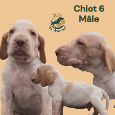 Chiot N°5