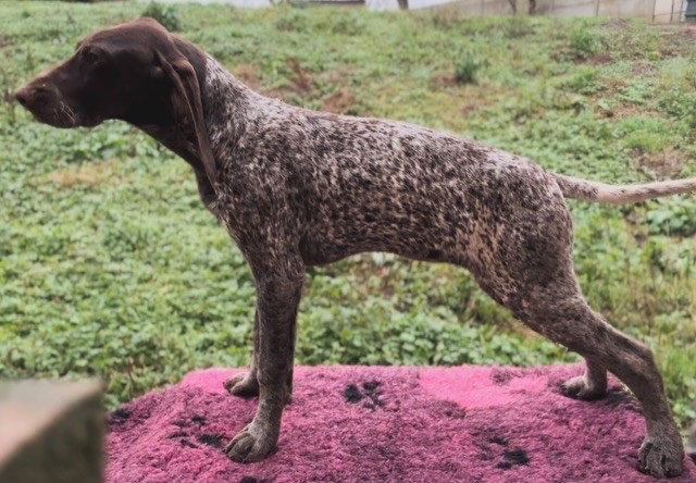 Du Pré Du Chêne Vert - Chiots disponibles - Braque allemand à poil court