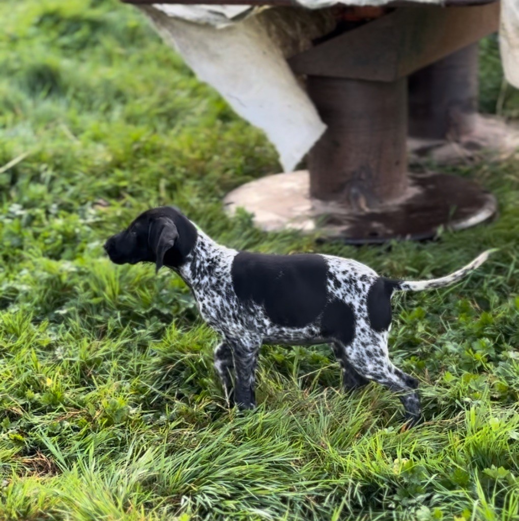 Du Pré Du Chêne Vert - Chiots disponibles - Braque allemand à poil court
